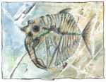 tekening - fossil